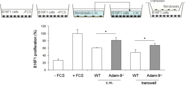 Figure  19.  B16F1  cell  proliferation  is  induced  by  supernatant  from  Adam-9 -/-   fibroblasts  in  vitro