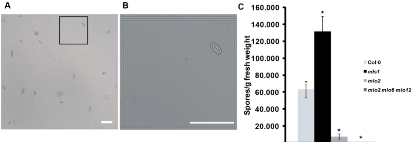 Figure 3:  Analysis of powdery mildew infection by spore counts.  (A+B) Brightfield images of isolated spores in the  haemocytometer