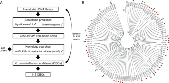 Figure 7: Bioinformatic prediction and phylogenetic analysis of G. orontii effector candidates