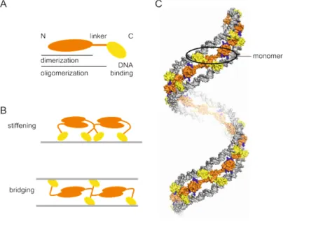 Figure  1:  H‐NS  structure  and  DNA binding 