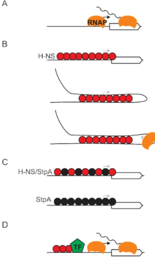 Figure 2: Schematic model of repression by H‐NS and StpA.