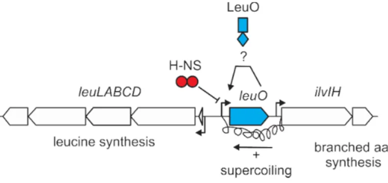Figure 3: Organization of the leuO locus. 