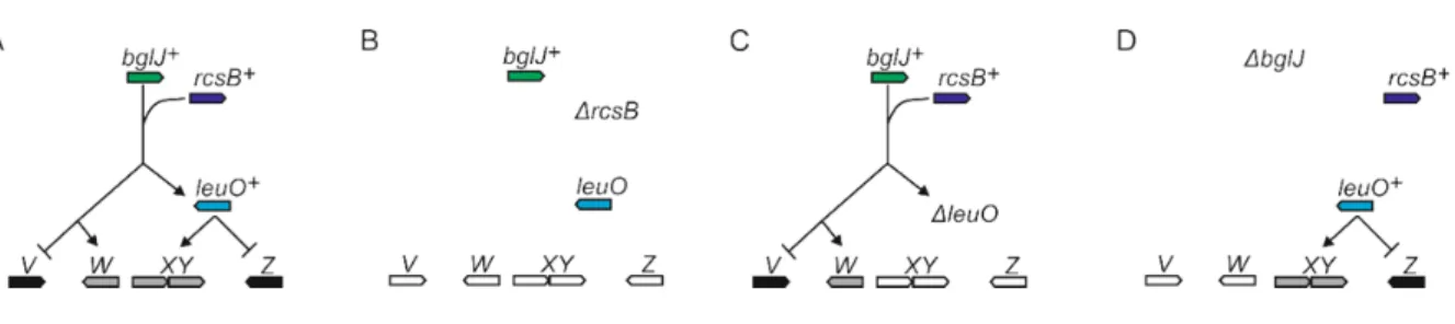 Figure 5: Microarray analysis of RcsB‐BglJ and LeuO targets.