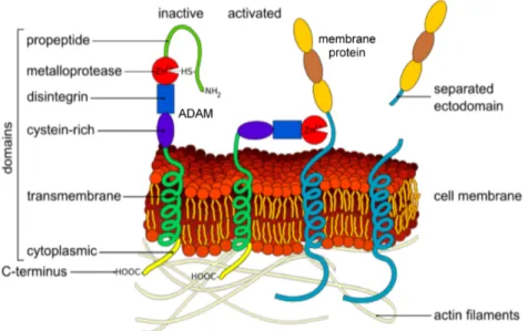 Figure  3:  Structure  of  ADAMs  and  ectodomain  shedding.  The  general  structure  of  the  ADAM  proteases  with  the  C-terminal  cytoplasmic  tail,  the  transmembrane  domain,  the  cysteine-rich,  the  disintegrin, the metalloprotease and the prod