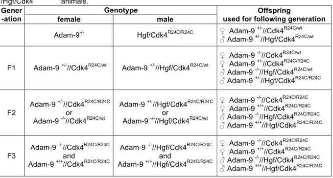 Table  11:  Overview  about  the  generation  of  Adam-9 +/+ //Hgf/Cdk4 R24C/R24C   and  Adam-9 -/- -/-//Hgf/Cdk4 R24C/R24C  animals
