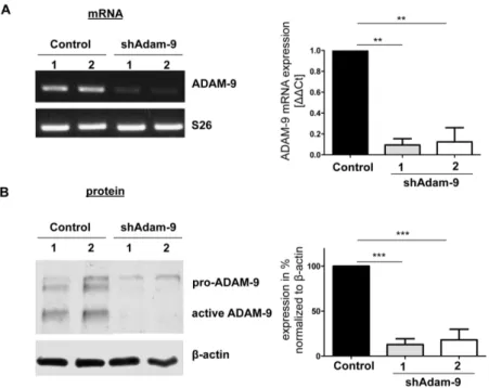 Figure  9:  Stable  down-regulation  of  ADAM-9  in  high  invasive  BLM  melanoma  cells