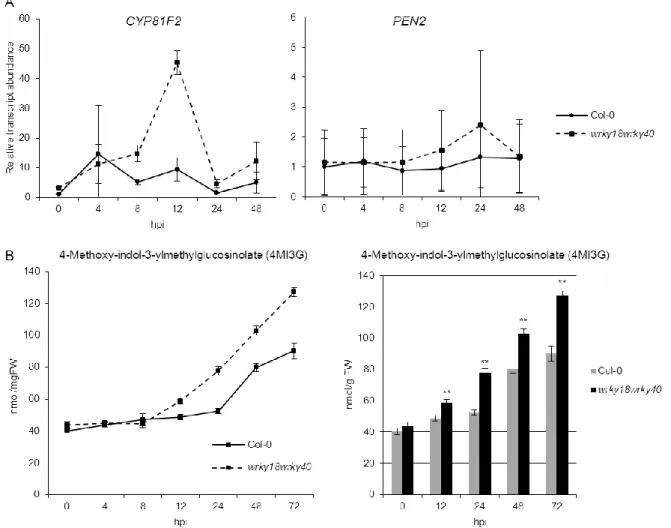 Figure 6: Activation of the glucosinolate pathway during early G. orontii infection. (A) qPCR anaylsis of the  the  expression  of  4MI3G  biosynthesis  gene  CYP81F2  and the  4MI3G activating  gene PEN2  at  indicated time  points upon G
