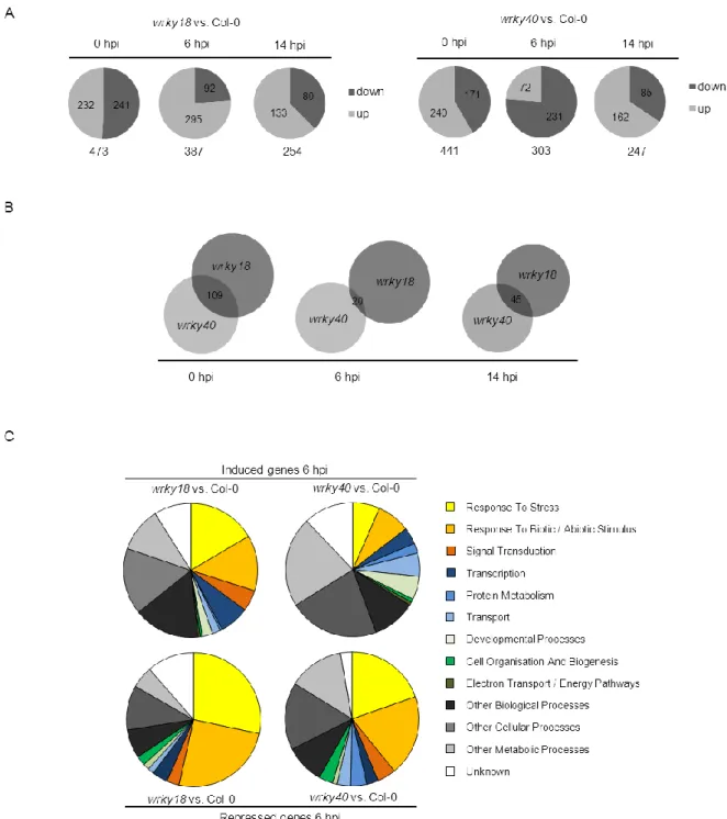 Figure  7:  Analysis  of  differentially  regulated  genes  in  wrky18  and  wrky40  mutants  upon  G