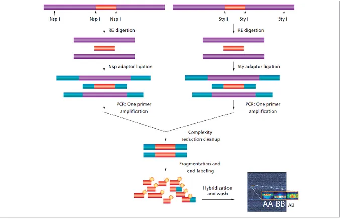 Abb. 2-1  Flussdiagramm des Genome-Wide Human SNP Nsp/Sty-Assays  (nach Datenblatt 702509 Rev