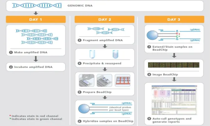 Abb. 2-3  Flussdiagramm des Illumina Infinium II-Assays  (nach Infinium II Assay Workflow; Illumina, 2006) 