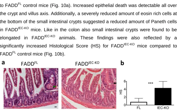 Figure 10 Development of enteritis in FADD IEC-KO  mice 
