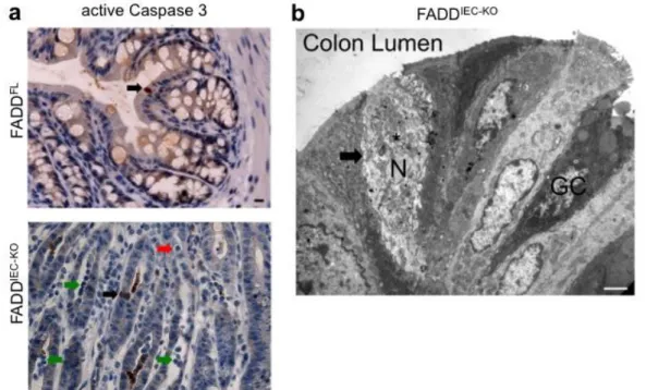 Figure 13 Increased caspase independent cell death with necrotic features in FADD IEC-KO  mice  a