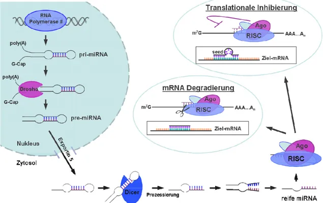 Abb.  1.3:  Darstellung  der  Biogenese  und  Funktion  von  miRNAs.  Nach  Transkription  der  miRNA-Gene  erfolgt  eine  Prozessierung  zur  reifen,  einzelsträngigen  miRNA,  die  ihre  Funktion  nach Einbau in den RNA induced silencing complex (RISC) h