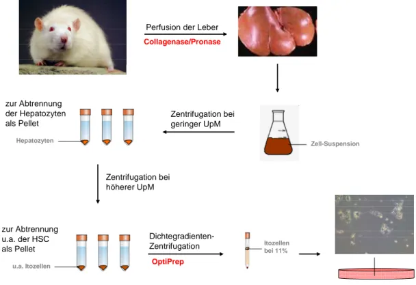 Abb. 2.1: Itozellisolierung aus der Ratte (siehe 2.2.1). Mit Hilfe eines Collagenase/Pronase- Collagenase/Pronase-Enzymgemischs  wurde  das  Lebergewebe  zunächst  aufgeschlossen