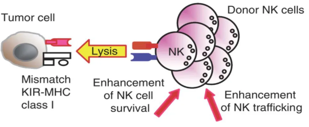 Figure 3.3: Alloreactive NK cells after HSCT (Terme, Ullrich et al. 2008)  Through the mismatch of the KIR on donor´s NK cells and recipient´s MHC  on the tumor cells, NK cells become activated