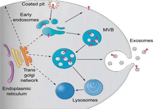 Figure 3.4: Formation of exosomes (Fevrier and Raposo 2004) 