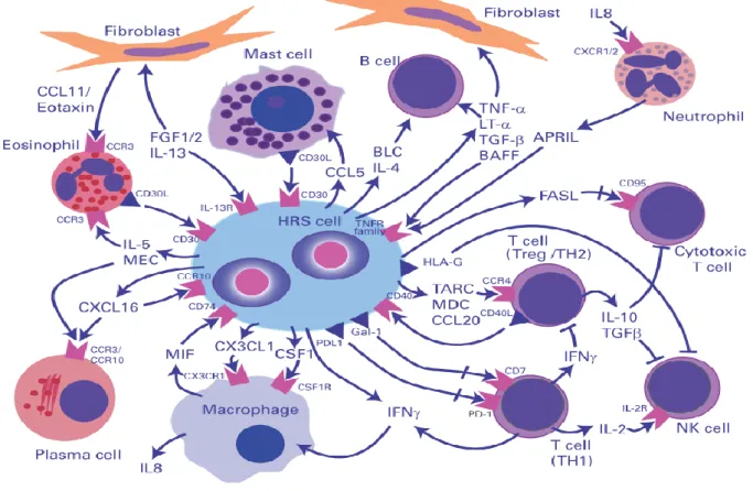 Figure 3.5: Microenvironment and crosstalks in Hodgkin lymphoma (Steidl, Connors et  al