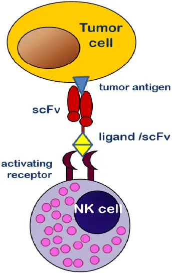 Figure 3.6: Function of immunoligands 