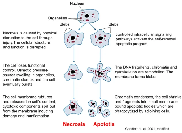 Figure  1.1  |  Morphology  of  apoptosis  and  necrosis.    Apoptosis  is  characterized  by  nuclear  and  DNA  fragmentation,  cell  shrinkage  and  the  formation of apoptotic bodies