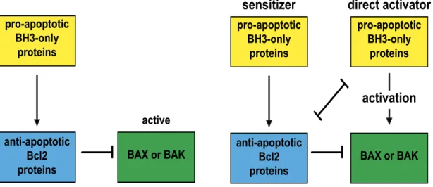 Figure 1.7 | Regulation of MOMP by the Bcl2 protein family. A, The indirect  activator  model  postulates  that  BAX  and  BAK  are  bound  in  a  constitutively  active  state  to  anti-apoptotic  Bcl2  proteins