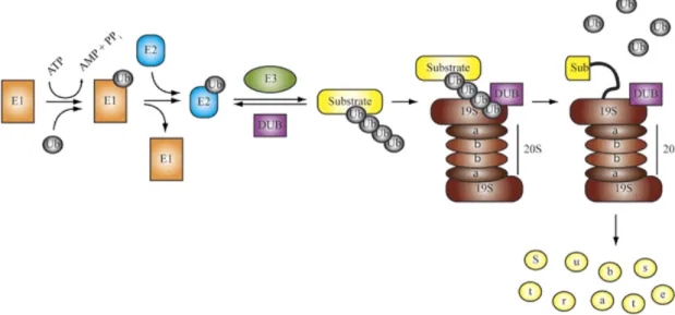 Figure  1.9  |  The  Ubiquitin  Proteasome  System.  Ubiquitin  is  activated  and  conjugated  to  target  proteins  by  a  conserved  series  of  E1  (ubiquitin-activating  enzyme), E2 (ubiquitin-conjugating enzyme), and E3 (ubiquitin ligase) activities