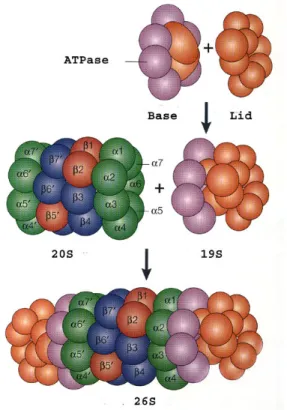 Figure  1.10  |  Structure  of  the  26S  proteasome.  The  26S  proteasome  is  comprised of two 19S regulatory subunits and a 20S core unit