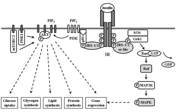 Fig. 1: Insulin receptor signal transduction via PI3K/Akt and MAPK pathway. Binding of insulin to  the insulin receptor (IR) triggers the activation of it´s tyrosine kinase activity by autophosphorylation