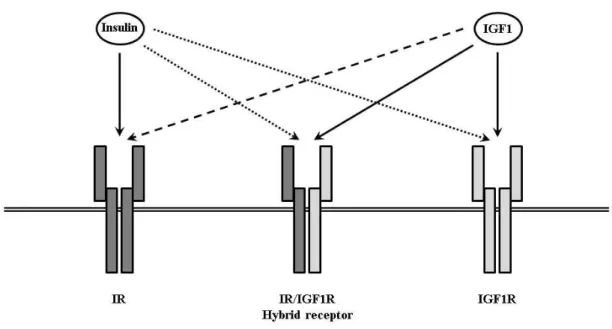 Fig. 2: Crosstalk between insulin and IGF1R systems. Close structural homology between receptors and  hormones  allows  crosstalk  between  both  systems  through  binding  of  insulin  and  IGF1  to  non  cognate  receptors  and  the  formation  of  hybri