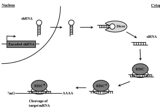 Fig.  3:  RNAi  induced  by  shRNA.  The  shRNA  is  expressed  from  a  vector  based  or  stably  integrated  template and enter the endogenous miRNA processing pathway