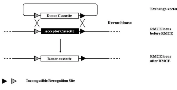 Fig.    4: Functionality  of  Recombinase  mediated  Cassette  Exchange  (RMCE).   A  RMCE  is  mediated  through  the  enzyme  catalyzed  recombination  of  two  heterospecific  pairs  of  recognition  sites
