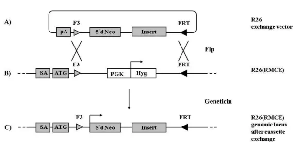 Fig.  5:  Functionality  of  R26  RMCE  system.  A)  The  exchange  vector  contains  in  5´-3´direction: 