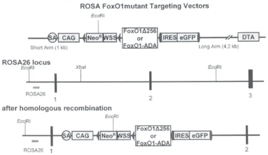 Figure 7: Cre/loxP targeting strategy for the FoxO1ADA and FoxO1DN expression in neurons
