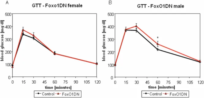 Figure 13: Glucose tolerance tests of FoxO1DN and wild-type mice.