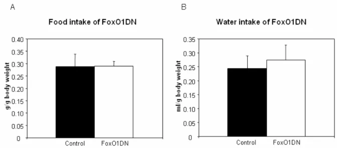 Figure 21: Food and water intake of 60 weeks old FoxO1DN male mice.  