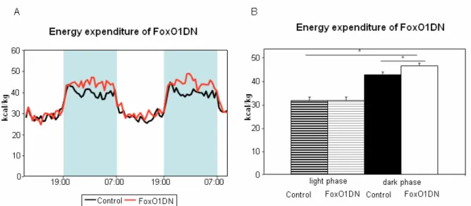 Figure 24: Energy expenditure normalized to lean body mass of 60 weeks old FoxO1DN mice