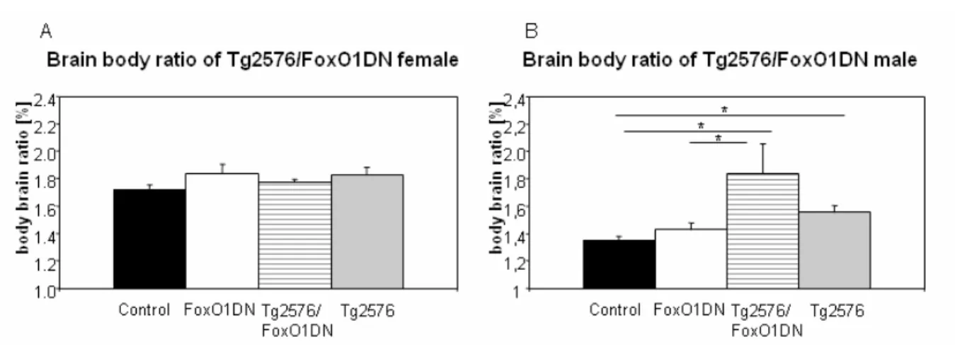 Figure 33: Brain body ratio of Tg2576/FoxO1DN mice at 60 weeks of age.  