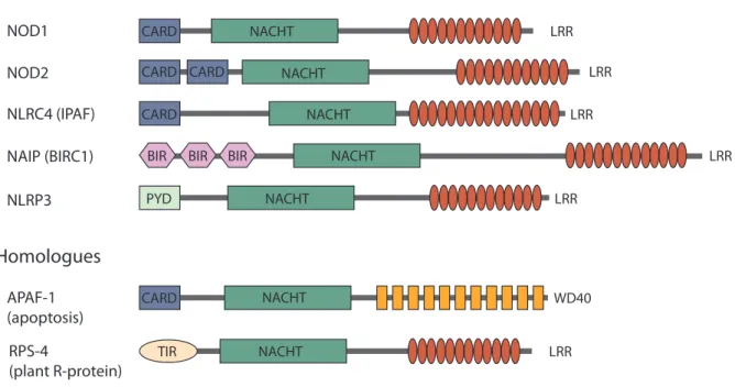Figure 1. Domain architecture of several NLR proteins and homologues. The NLR family is characterised by  a tripartite domain composition similar to that of the pro-apoptotic factor APAF-1