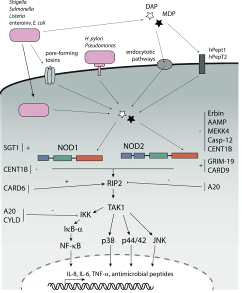 Figure 2. Uptake of PGN triggers NOD1- and NOD2-dependent signalling cascades. Bacterial PGN can gain  access to the cytoplasm by invasion of bacteria, by injection via bacterial secretion systems, by  pH-dependent endocytotic events and by the transmembra