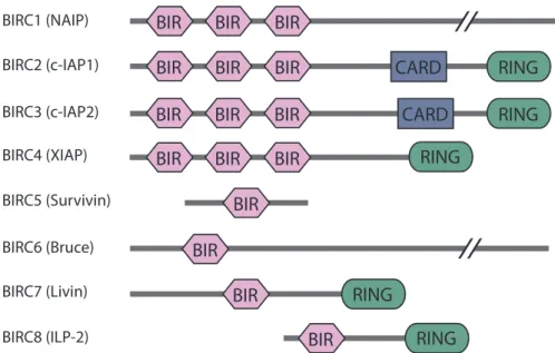 Figure 3.  Domain architecture of the eight members of the BIRC family. The BIRC family is characterised by  1-3 N-terminal baculoviral inhibitory repeat (BIR) domains