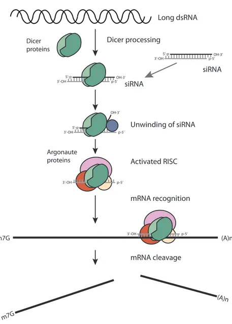 Figure 4. The molecular mechanism of RNAi. Long dsRNA is cleaved into short interfering RNAs (siRNAs) by  Dicer protein complexes