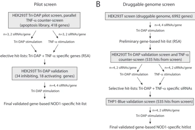 Figure 5. Schematic overview of the screening projects. A The pilot screen was conducted using the Apop- Apop-tosis V1.0 set siRNA library, each gene was targeted by two siRNAs