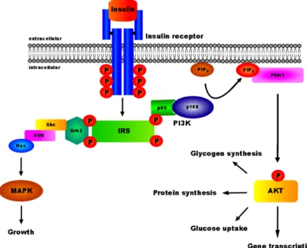 Fig. 2: Insulin signal transduction 