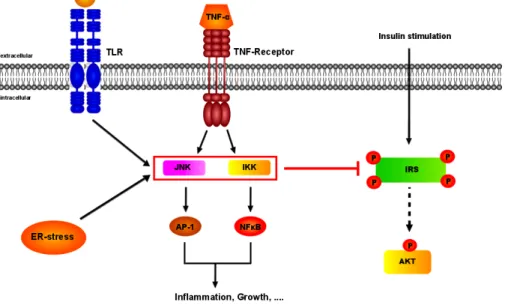 Fig. 5: Potential mechanisms for the inhibition of insulin signal transduction 