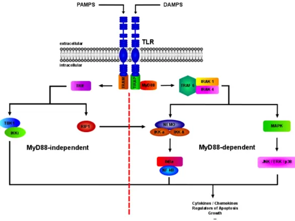 Fig. 8: Toll-like receptor signaling cascade 