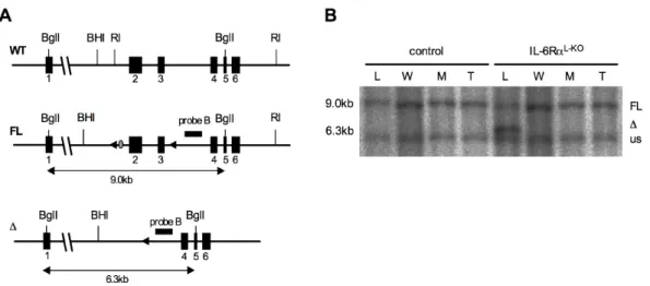 Fig. 9: Targeting strategy and confirmation of the IL-6Rα FL/FL  allele 