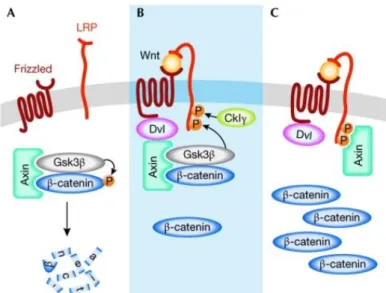 Figure 8 Model for the activation of the Wnt/β-catenin pathway. (A) In the absence of a Wnt signal, β- β-catenin is phosphorylated and targeted for proteasome-mediated degradation by a destruction complex  that contains axin and Gsk3β among other proteins