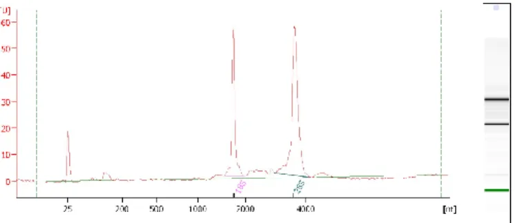 Figure 13. Example for an electrophoretic trace of a total RNA sample with RIN 9.8. 