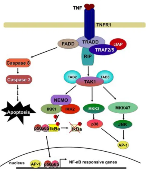 Figure 1   Activation of the NF-!B signalling cascade downstream of TNFR1 