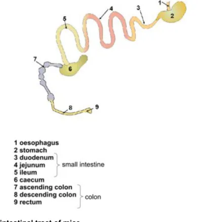 Figure 2   Gastrointestinal tract of mice 