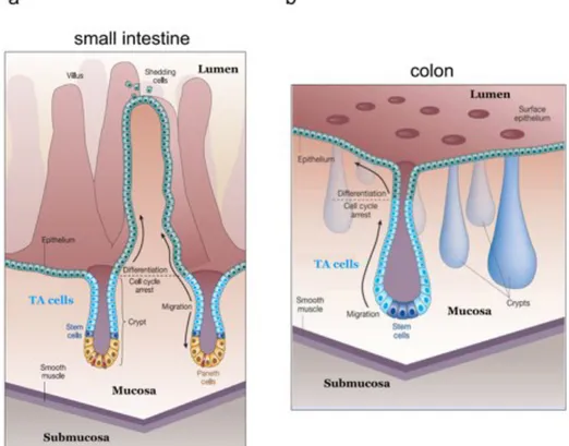 Figure 3   Tissue architecture of the small intestine and colon.  